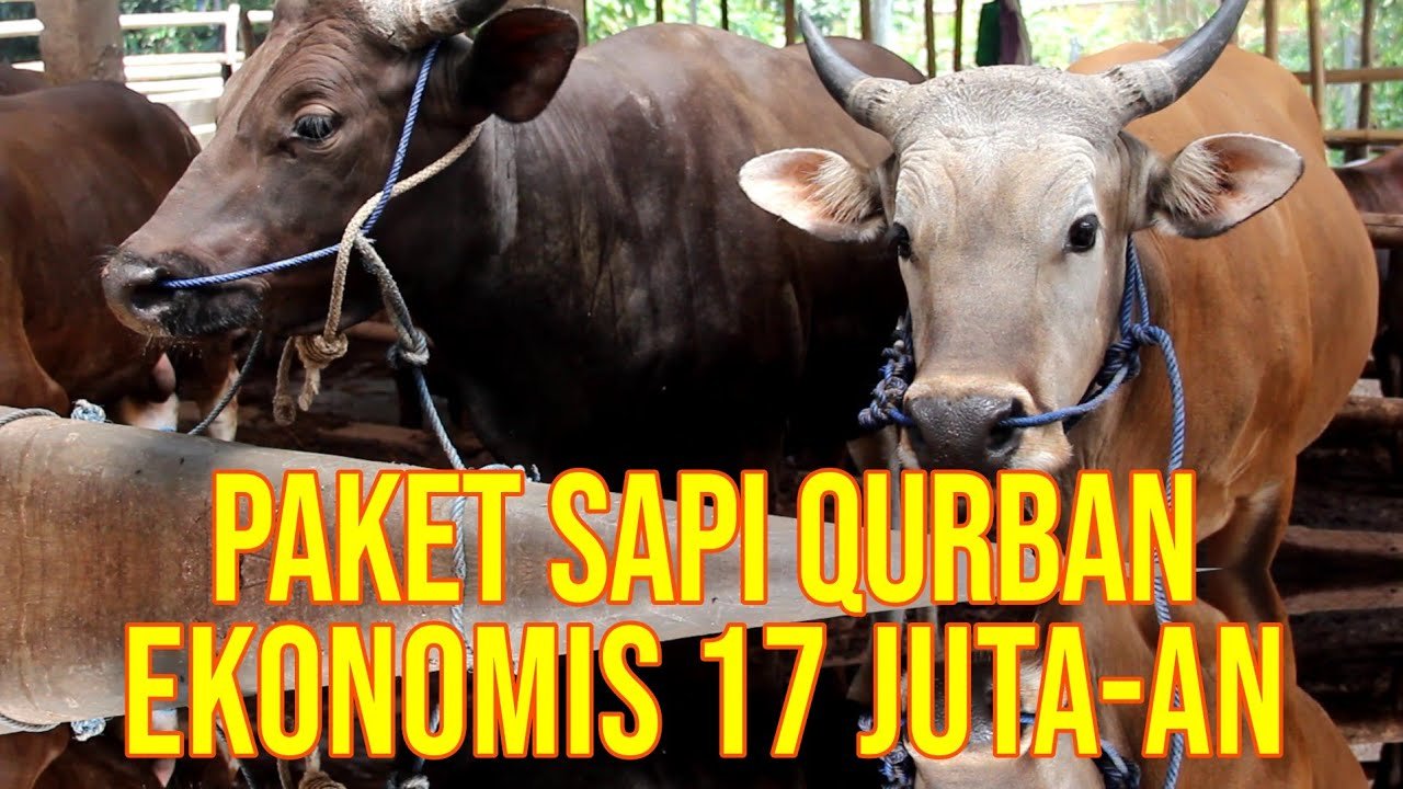
                                 Jual-Sapi-Qurban-Murah-Jakarta,-Depok,-Bekasi,-Bogor-2022